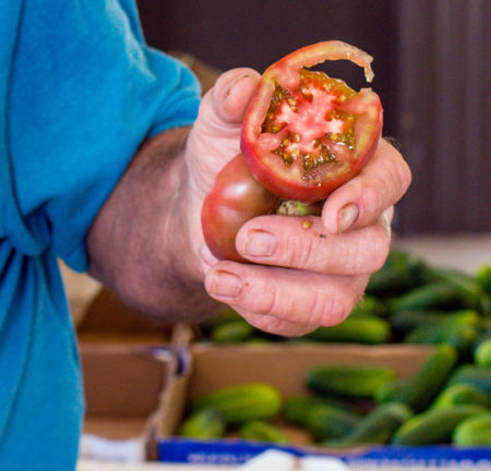 A farmer slices open a tomato. Farmers have been affected by the coronavirus pandemic ripple effects
