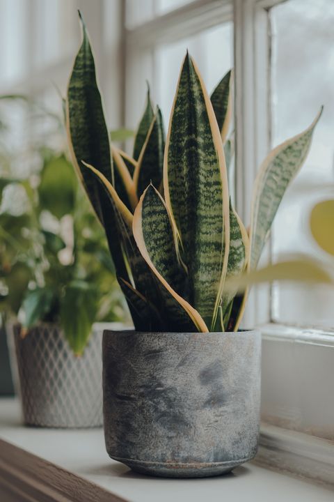 potted plants on a windowsill at home